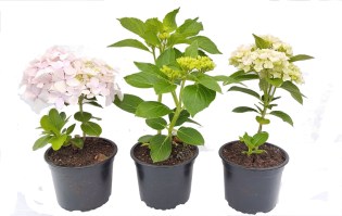 hortensias oferta 1